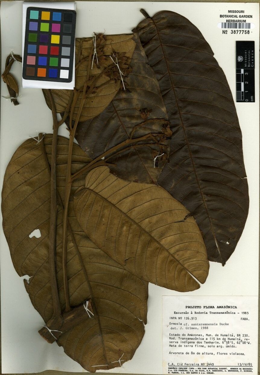 Ormosia santaremnensis — houseplant care guide