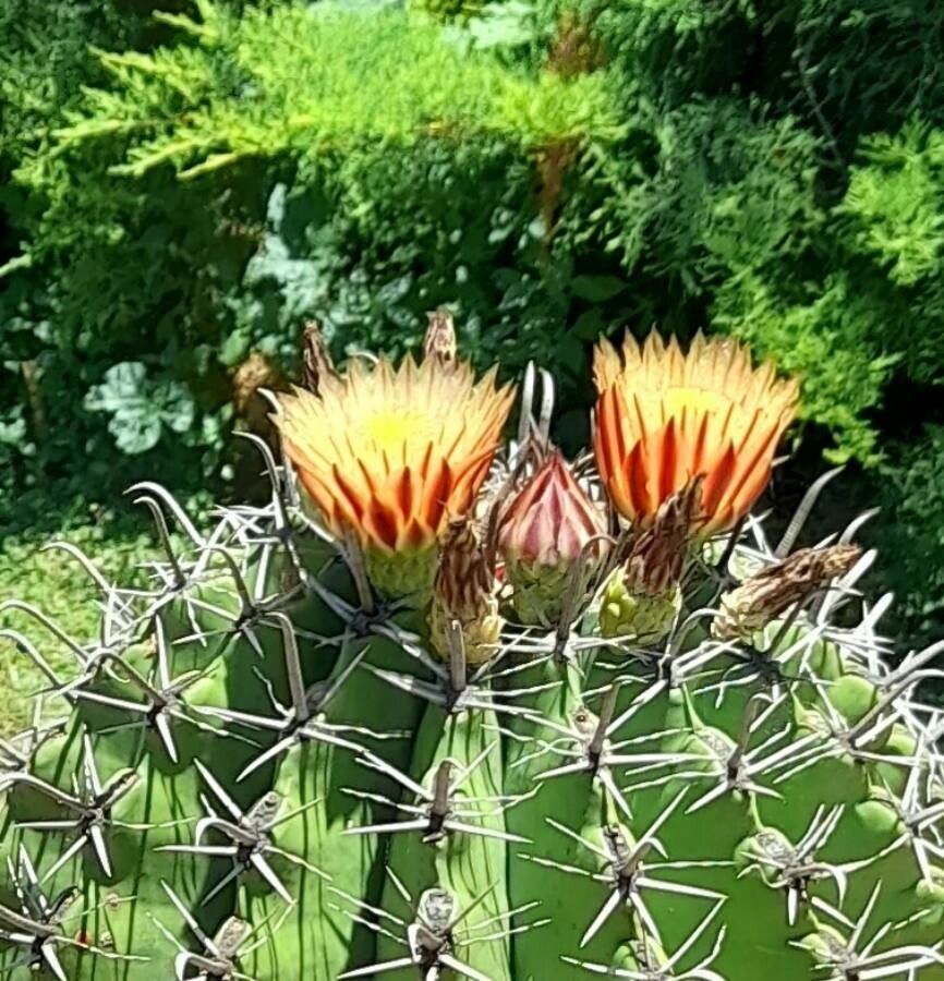 Ferocactus herrerae flower