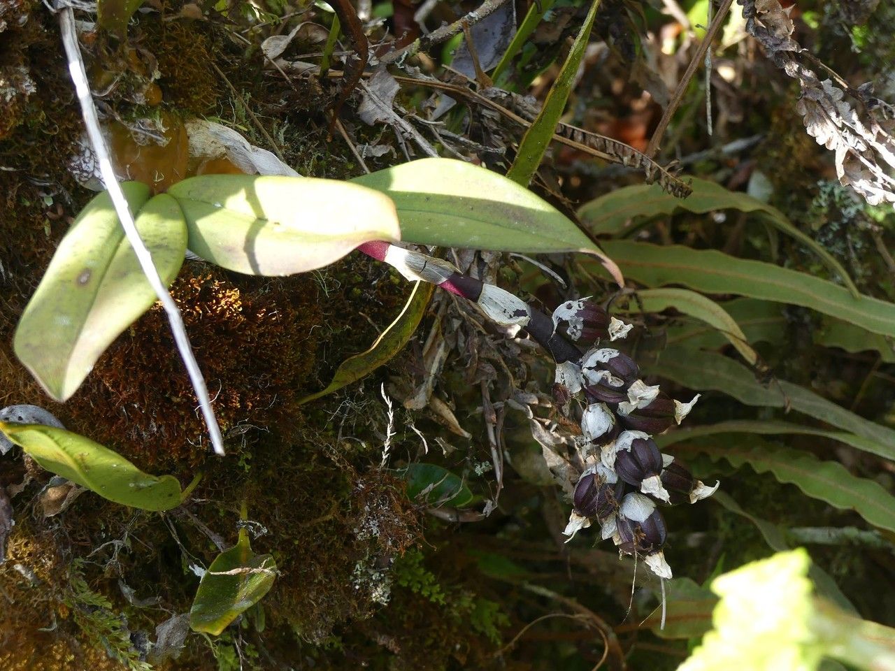 Bulbophyllum occlusum habit