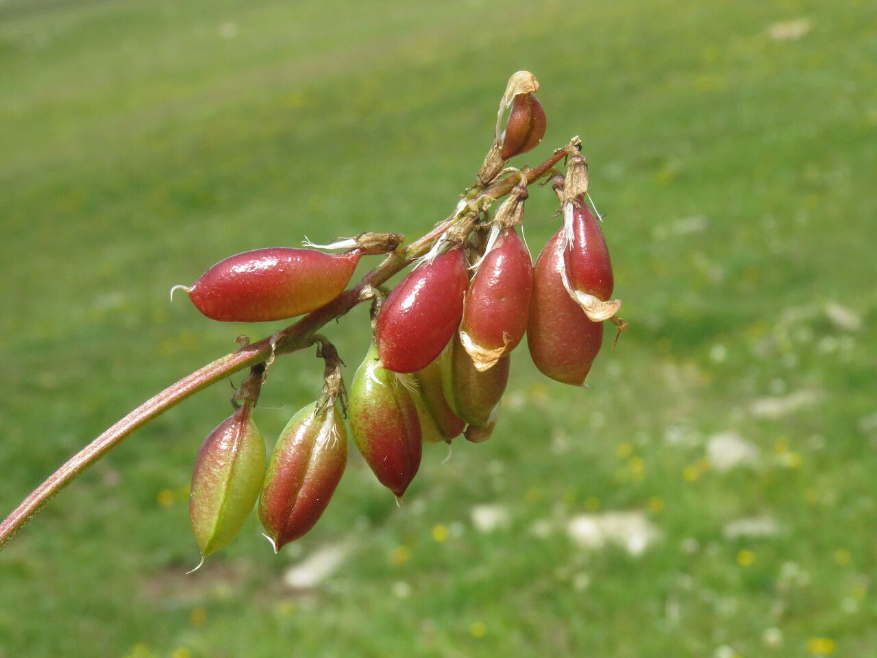 Astragalus australis fruit