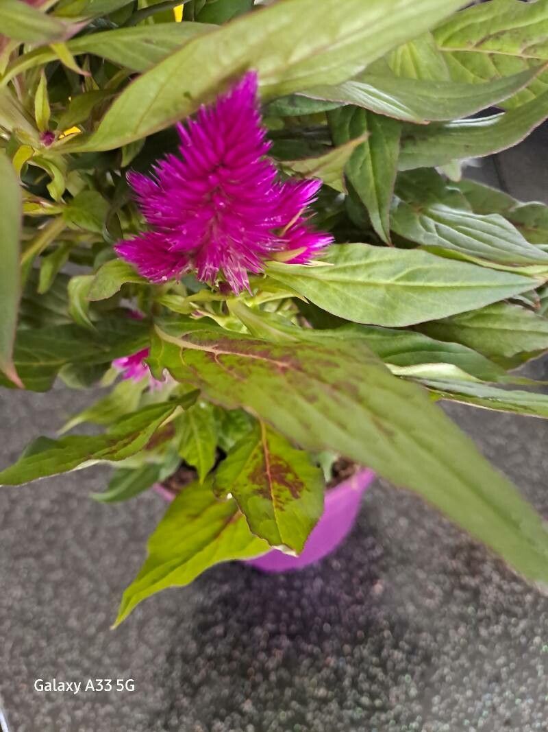 Celosia elegantissima flower