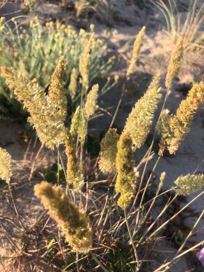Rostraria cristata flower