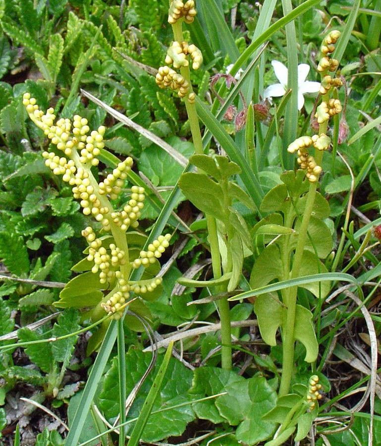 Botrychium lunaria fruit