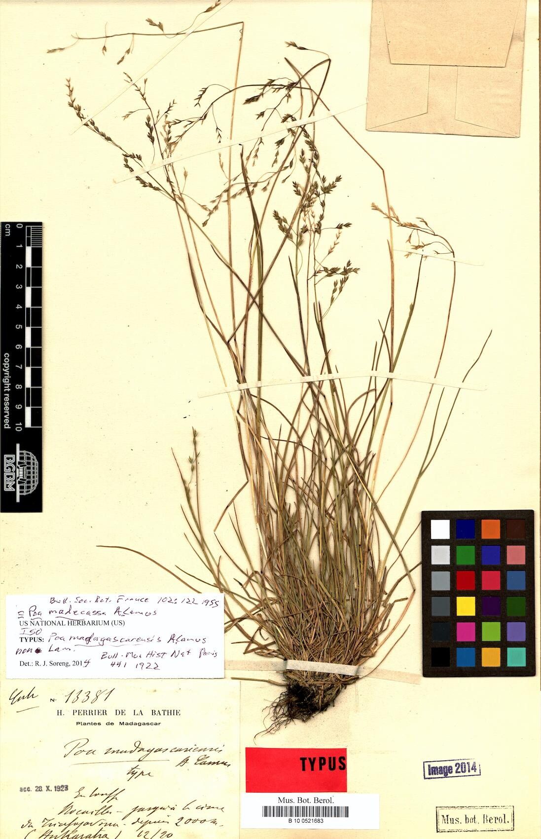 Poa madecassa — search result for 'Poa'