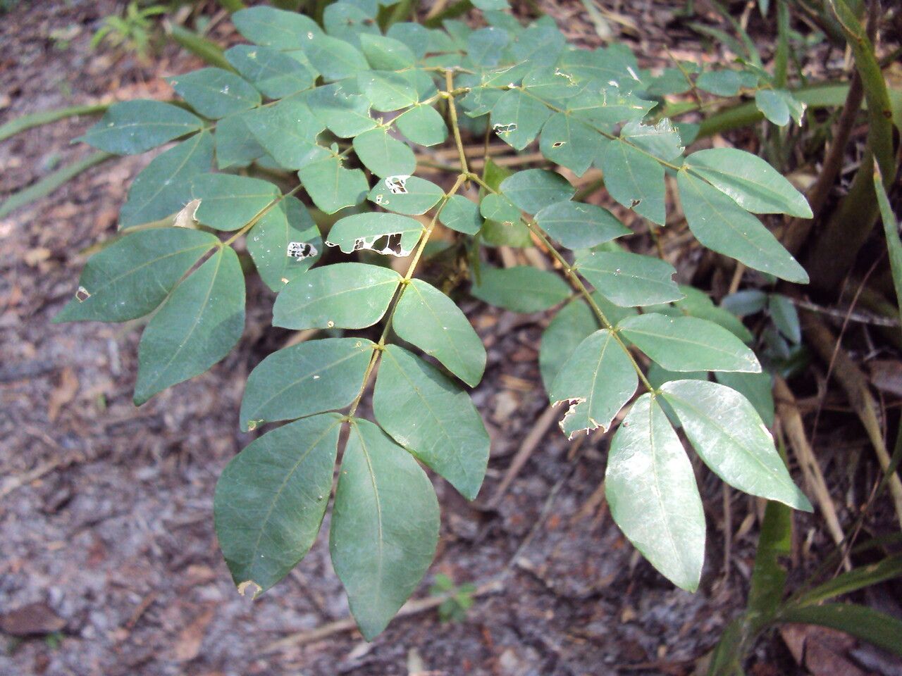 Jupunba brachystachya — related species from the same genus