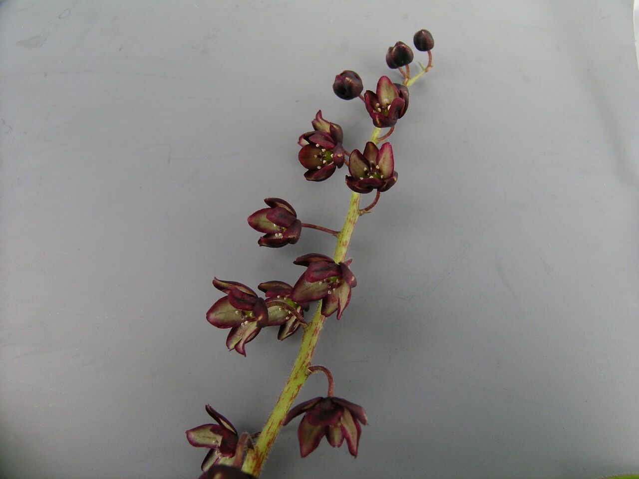 Maianthemum purpureum other