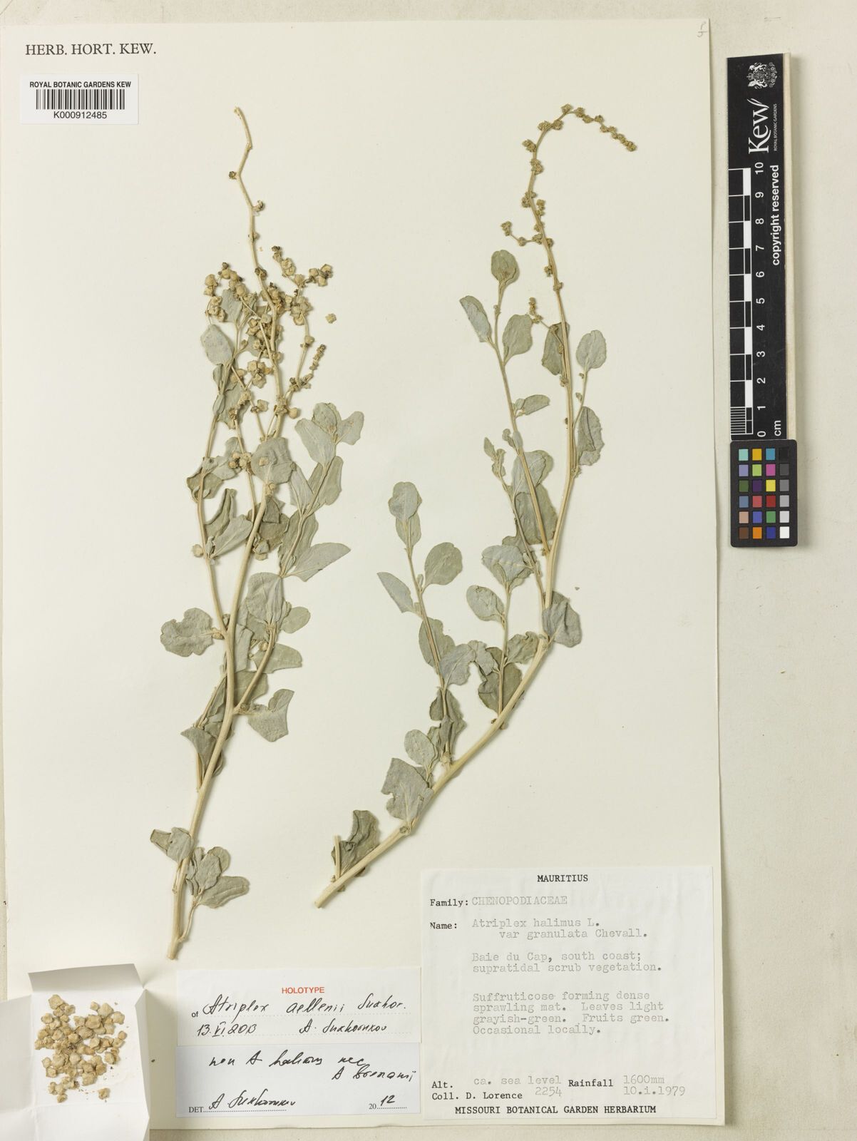 Atriplex aellenii