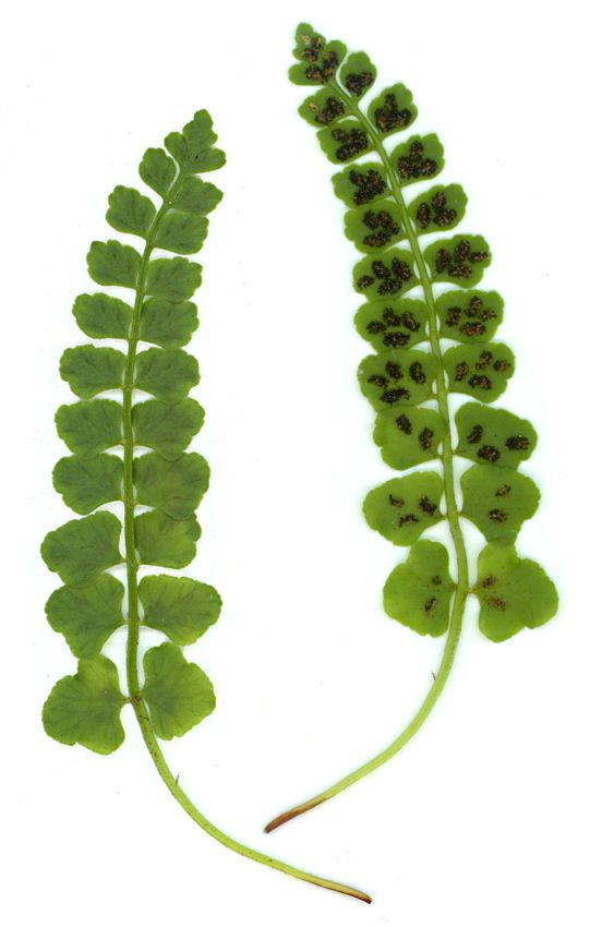 Asplenium trichomanes-ramosum other