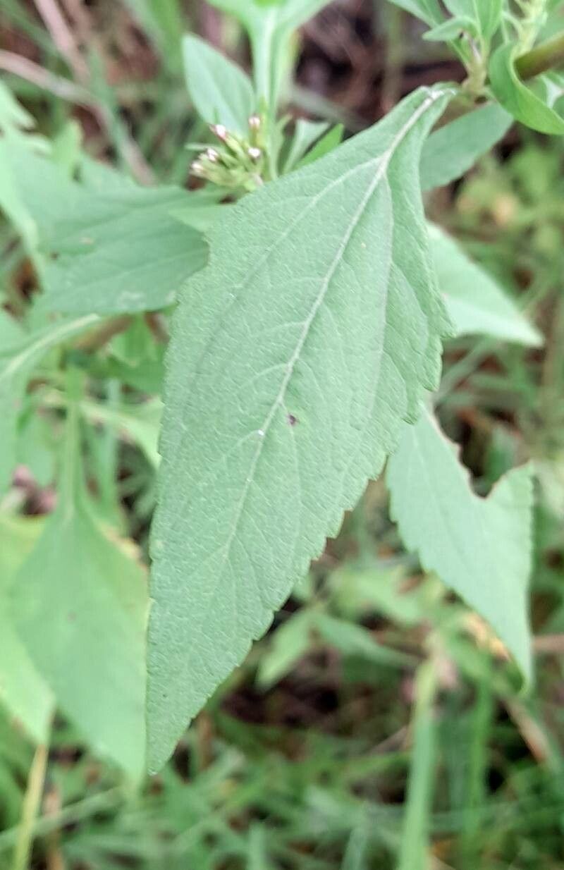 Stevia breviaristata leaf