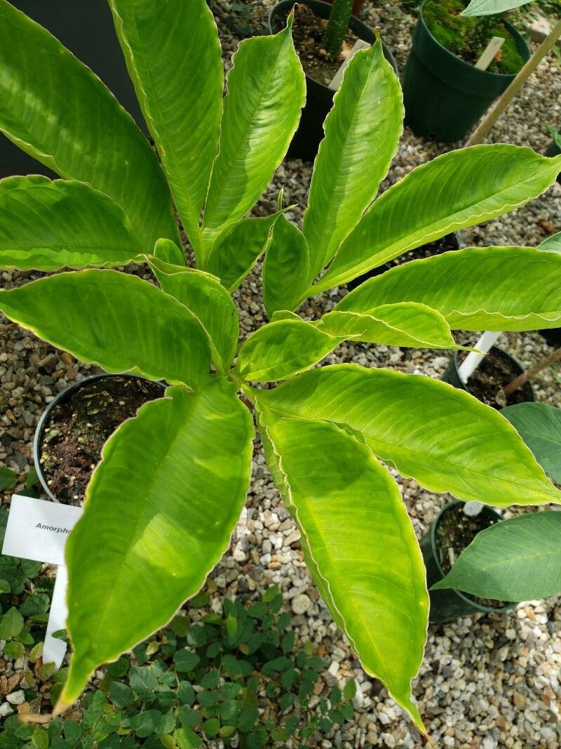 Amorphophallus bulbifer — search result for 'Bangladesh'
