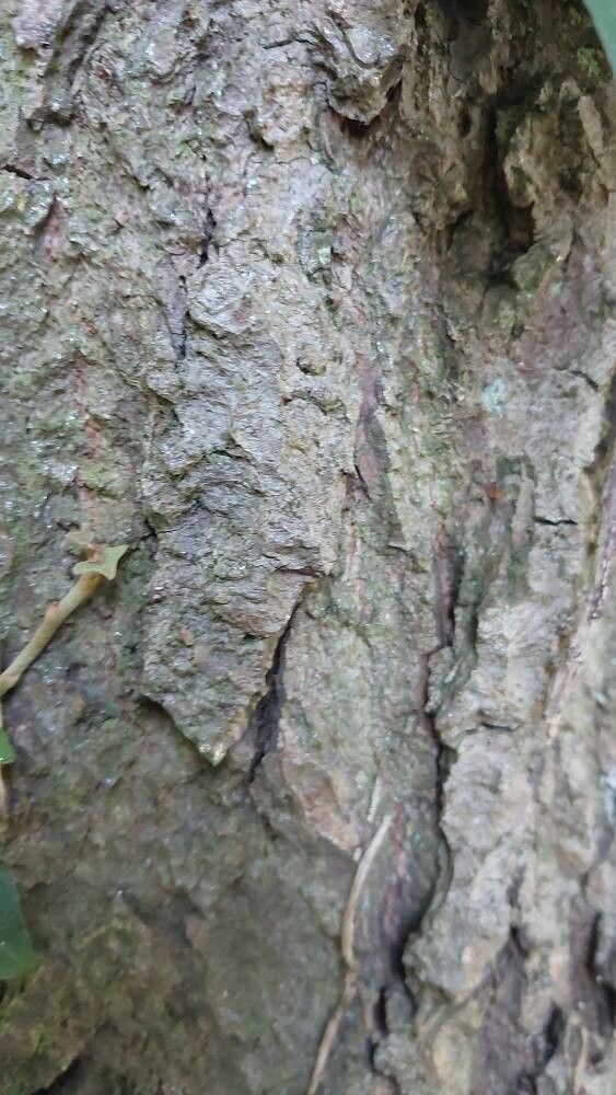 Tilia × flaccida bark