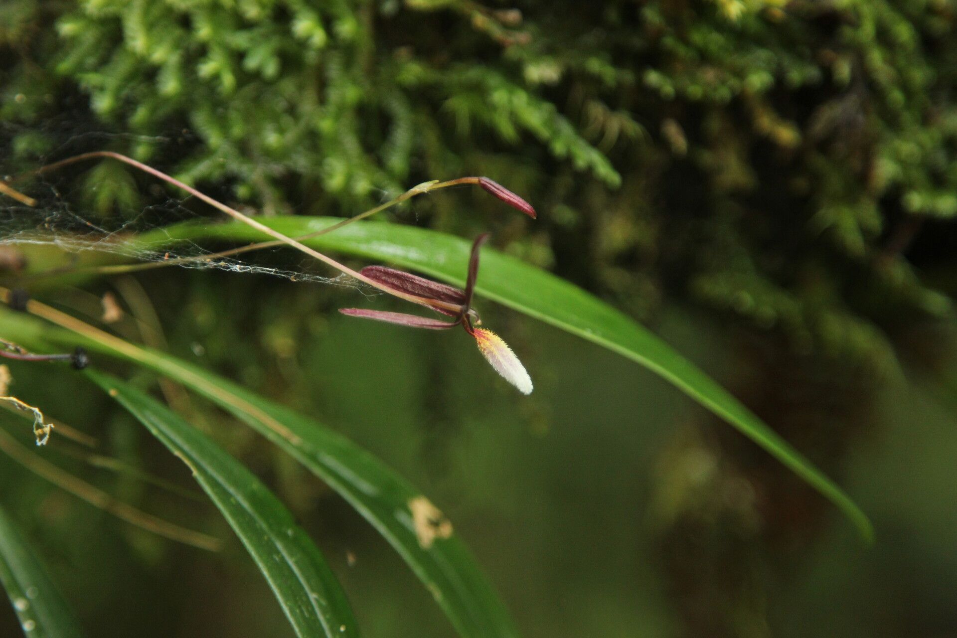 Bulbophyllum leucoglossum — houseplant care guide