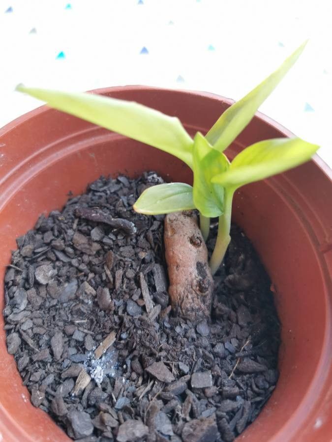 Curcuma aeruginosa habit