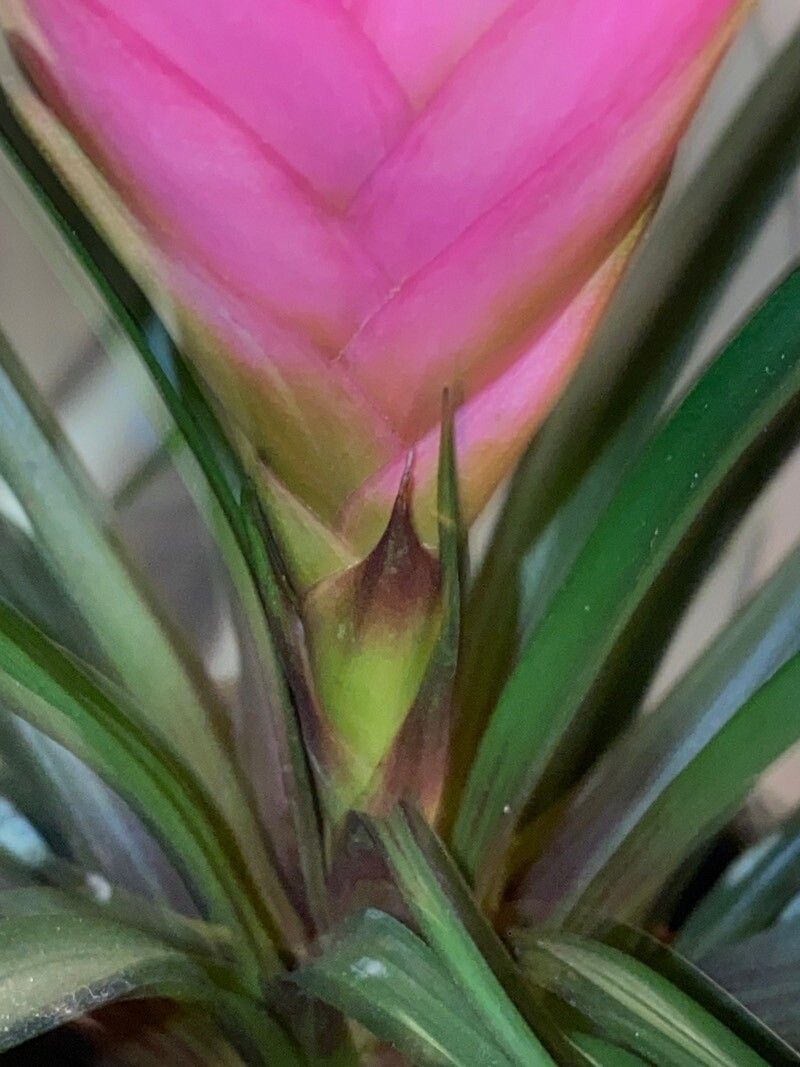 Tillandsia guatemalensis bark