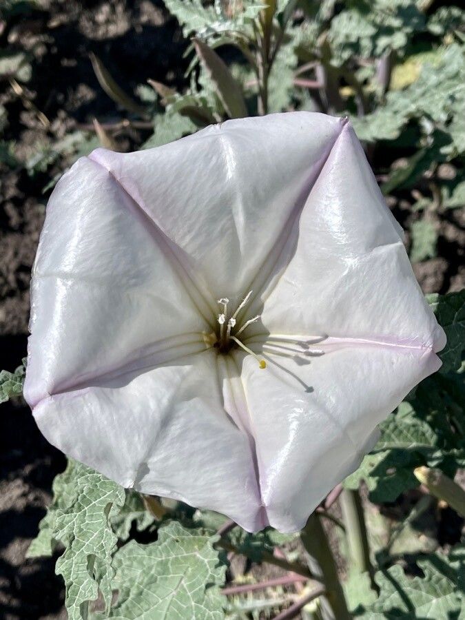 Datura ceratocaula flower