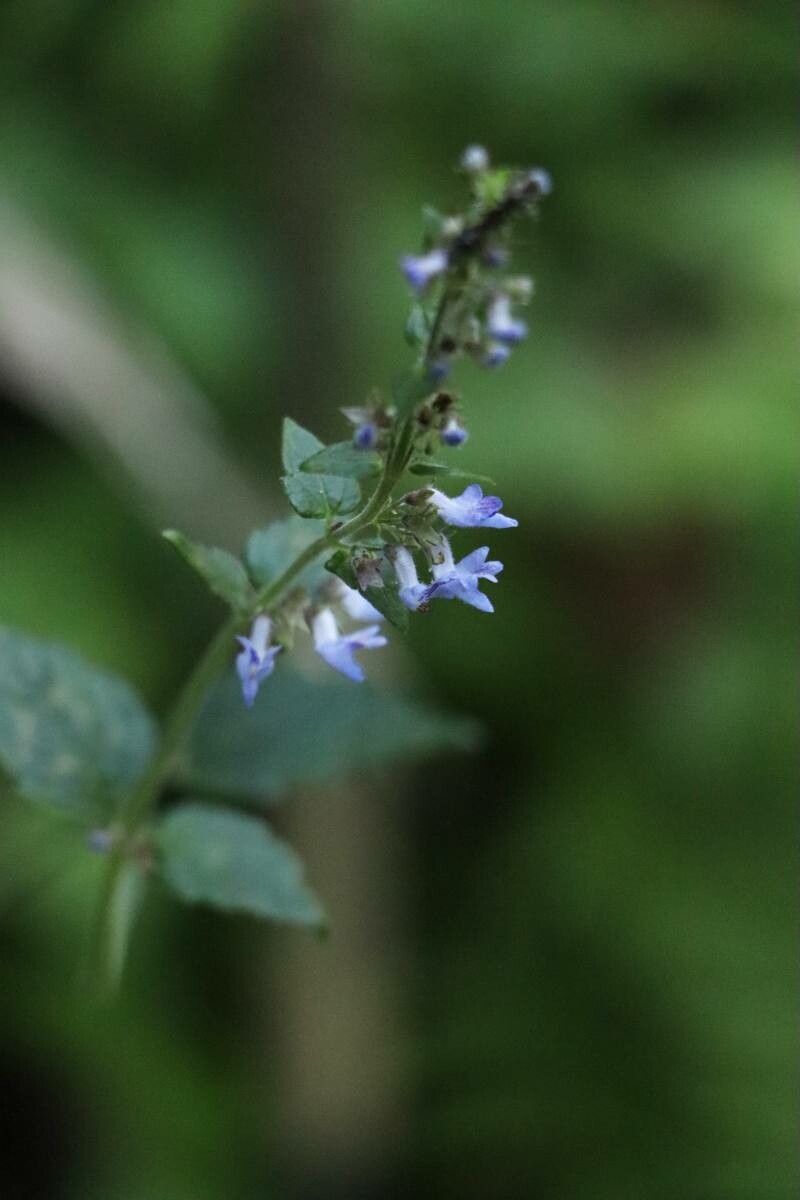 Isodon inflexus — related species from the same genus