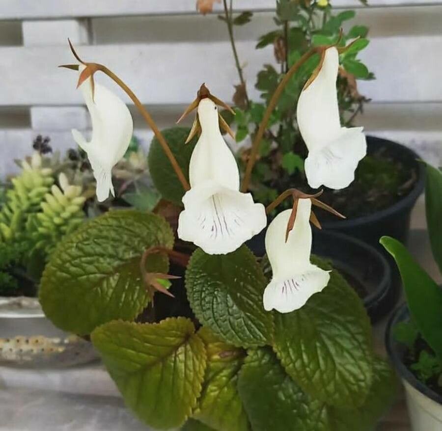 Sinningia eumorpha bark