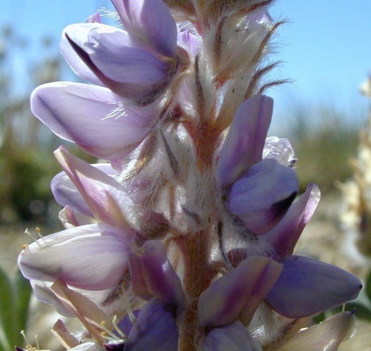 Lupinus lepidus — search result for 'Lupinus'