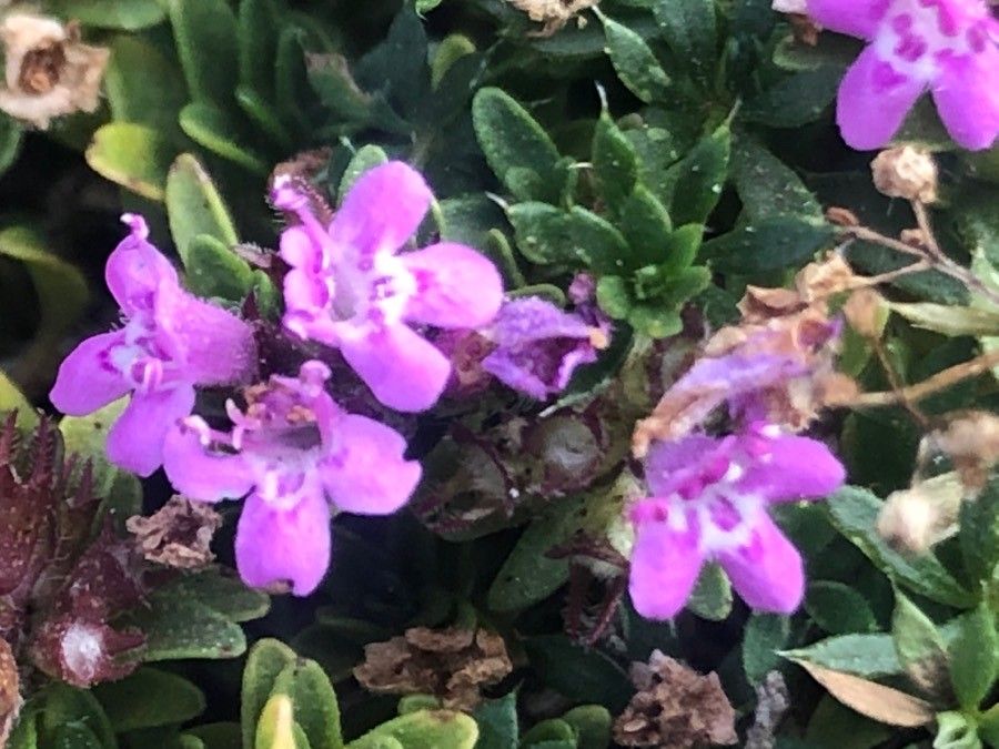 Thymus nervosus flower