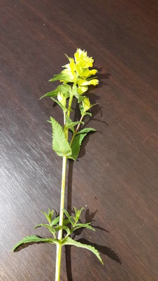 Rhinanthus major — search result for 'Rhinanthus'