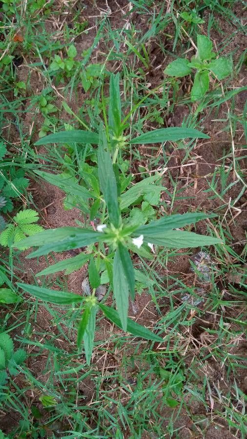 Leucas longifolia — houseplant care guide