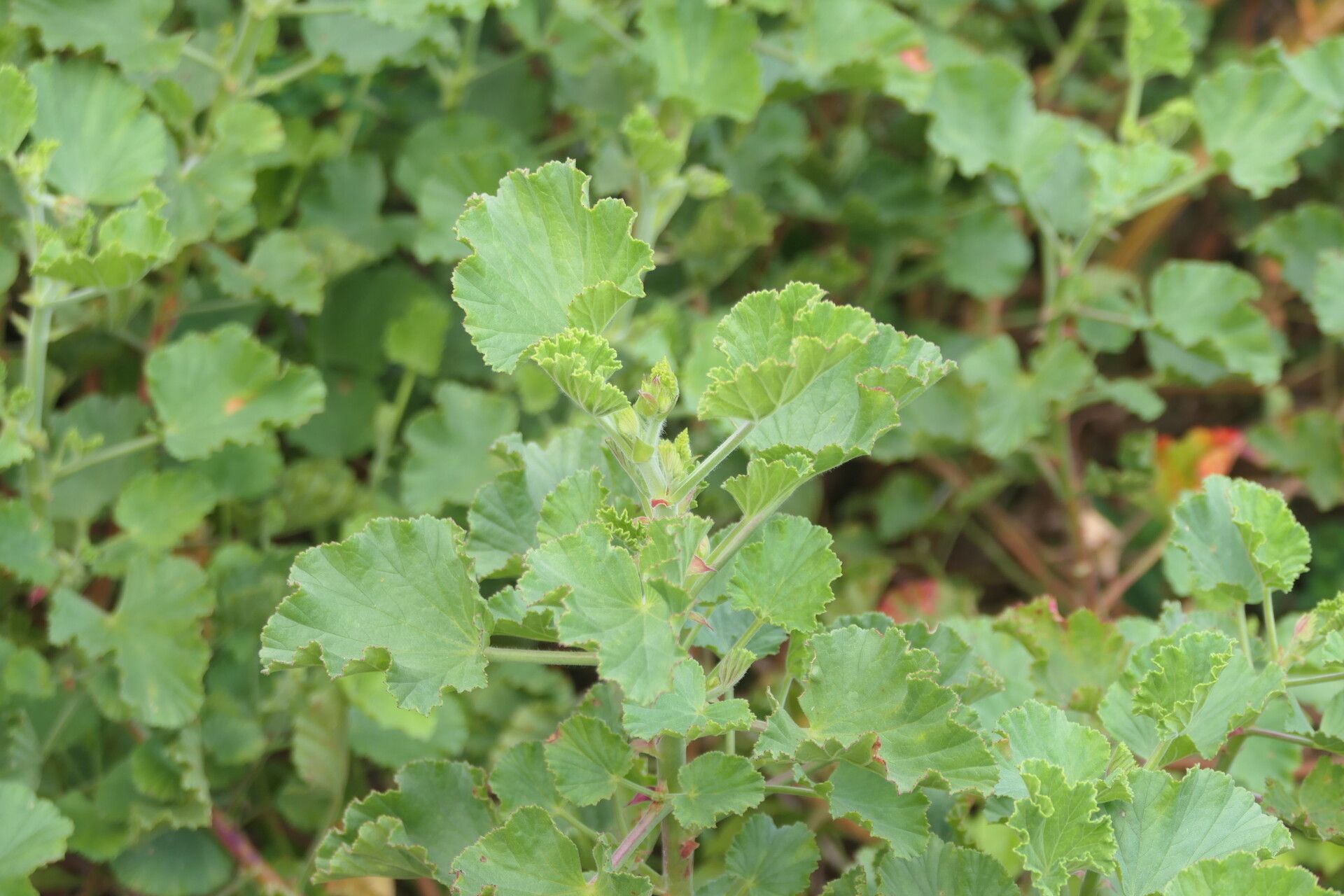 Pelargonium betulinum leaf