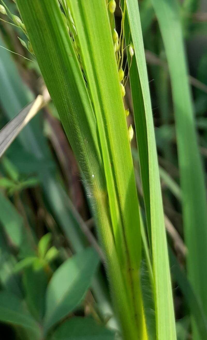 Panicum olyroides — houseplant care guide