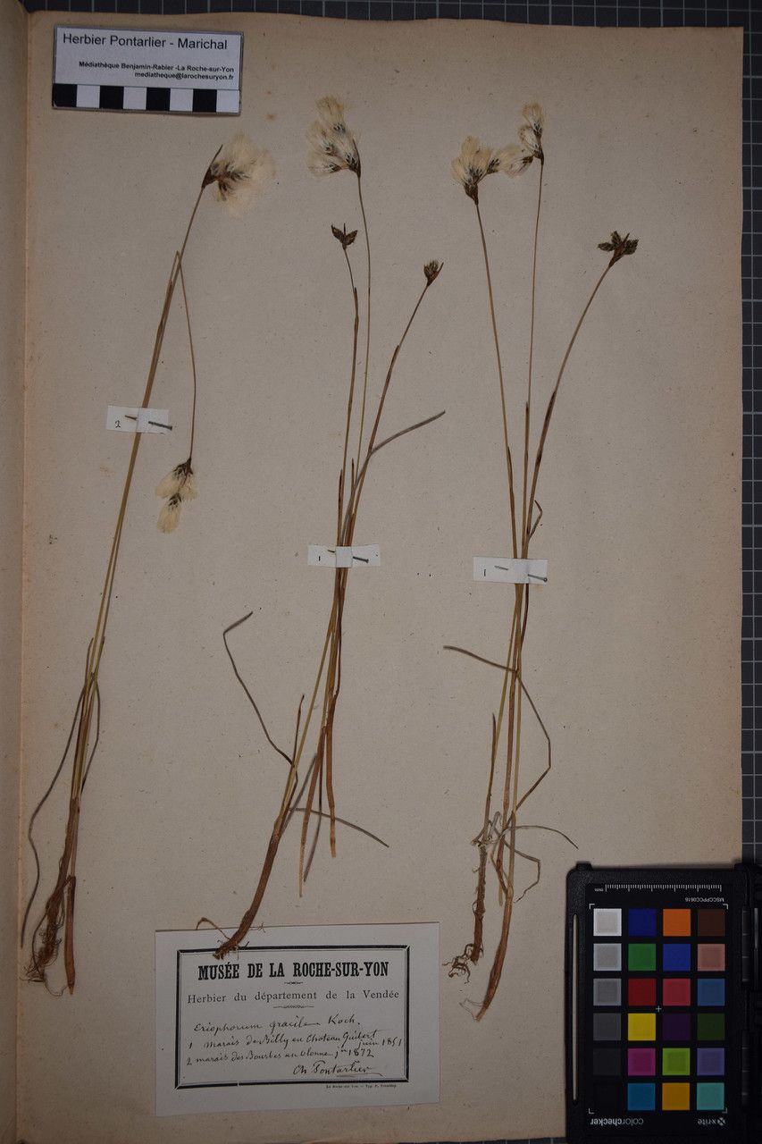 Eriophorum gracile other