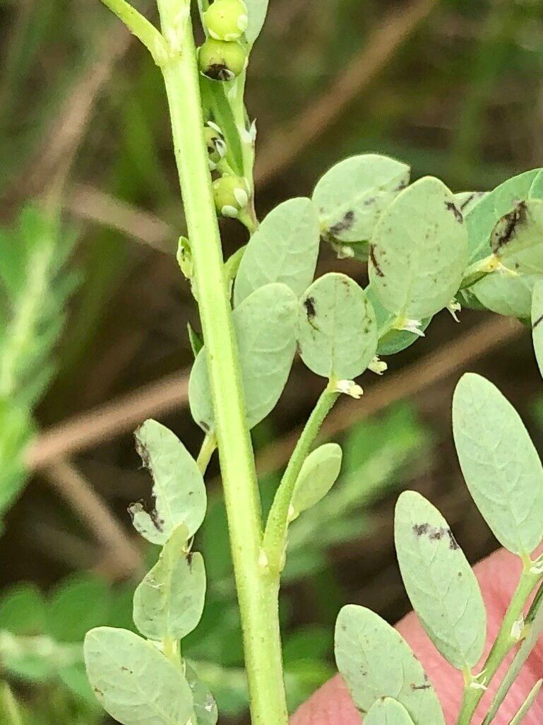 Phyllanthus fraternus leaf