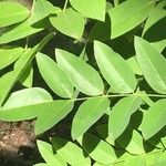 Styphnolobium japonicum