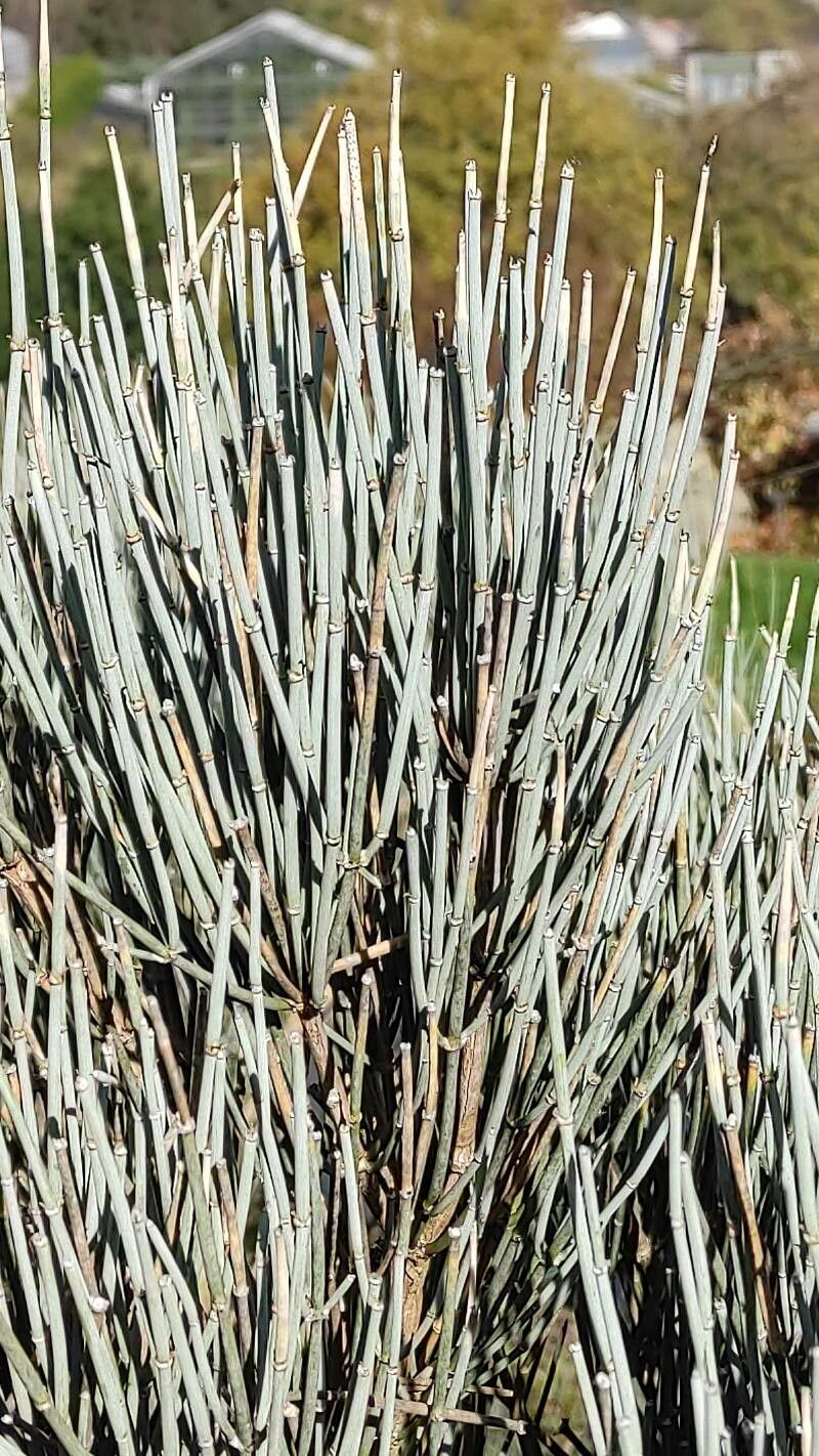 Ephedra intermedia leaf