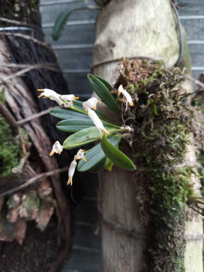 Masdevallia mejiana — search result for 'Masdevallia'