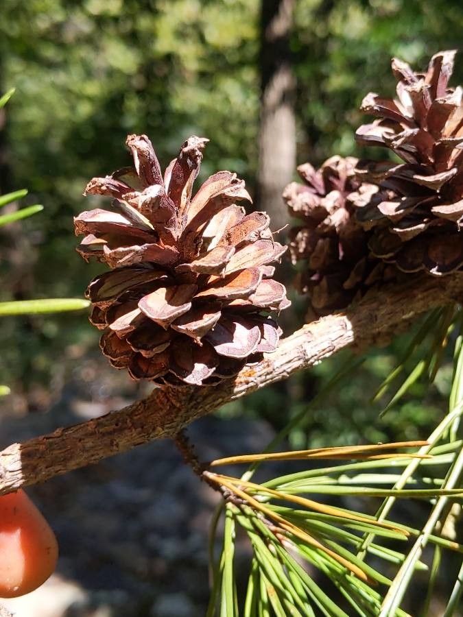 Pinus echinata fruit