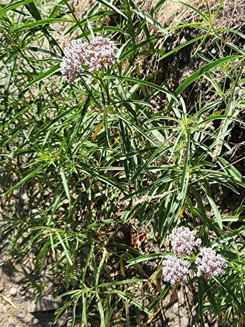 Asclepias fascicularis — search result for 'Asclepias'