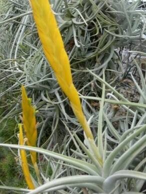 Tillandsia lotteae — houseplant care guide