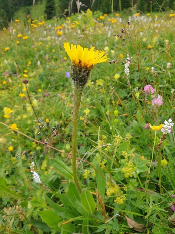 Hypochaeris uniflora flower