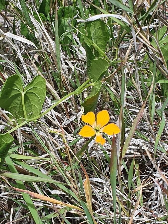 Momordica boivinii habit