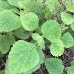 Plectranthus zuluensis