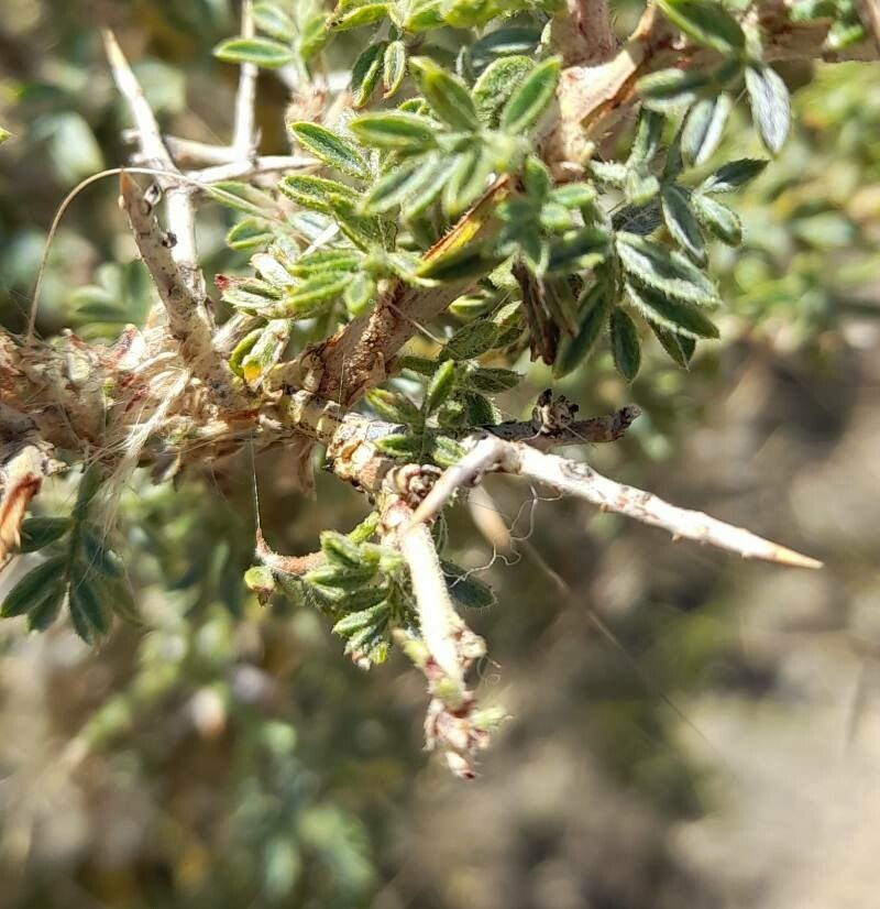 Adesmia adrianii other