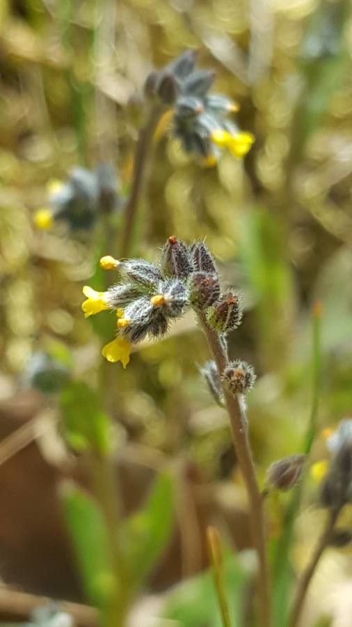 Myosotis balbisiana — houseplant care guide