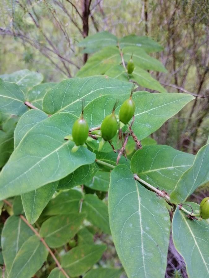 Hypericum grandifolium flower