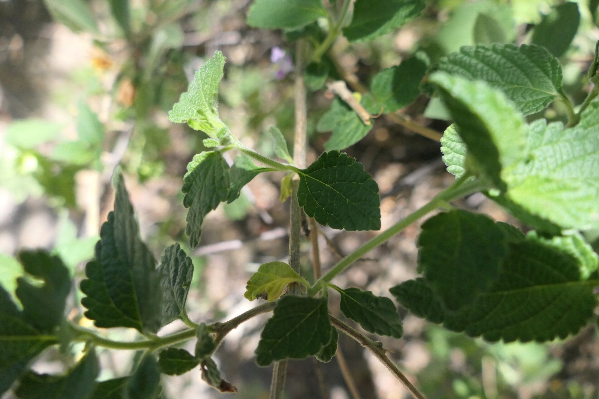 Lantana angolensis bark