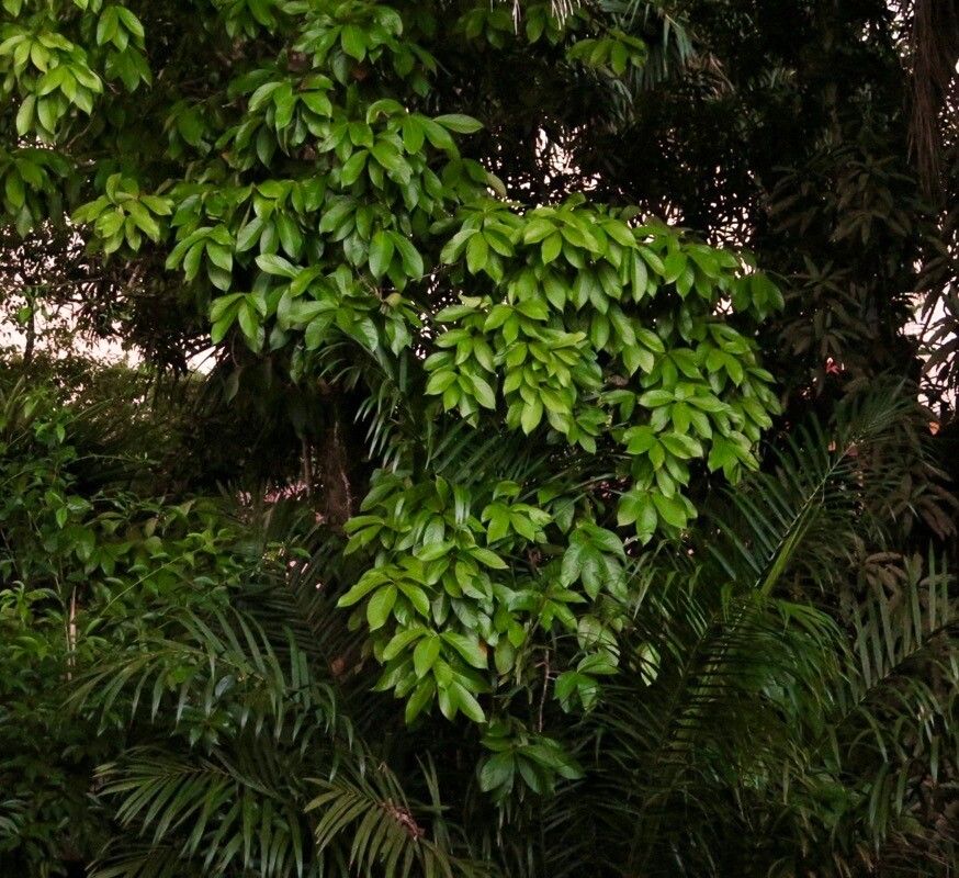 Casearia coronata — houseplant care guide