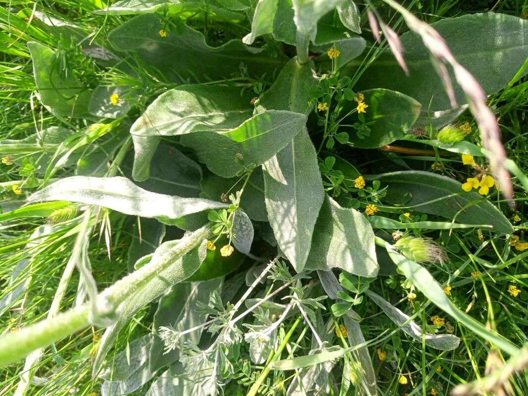 Senecio scopolii — houseplant care guide