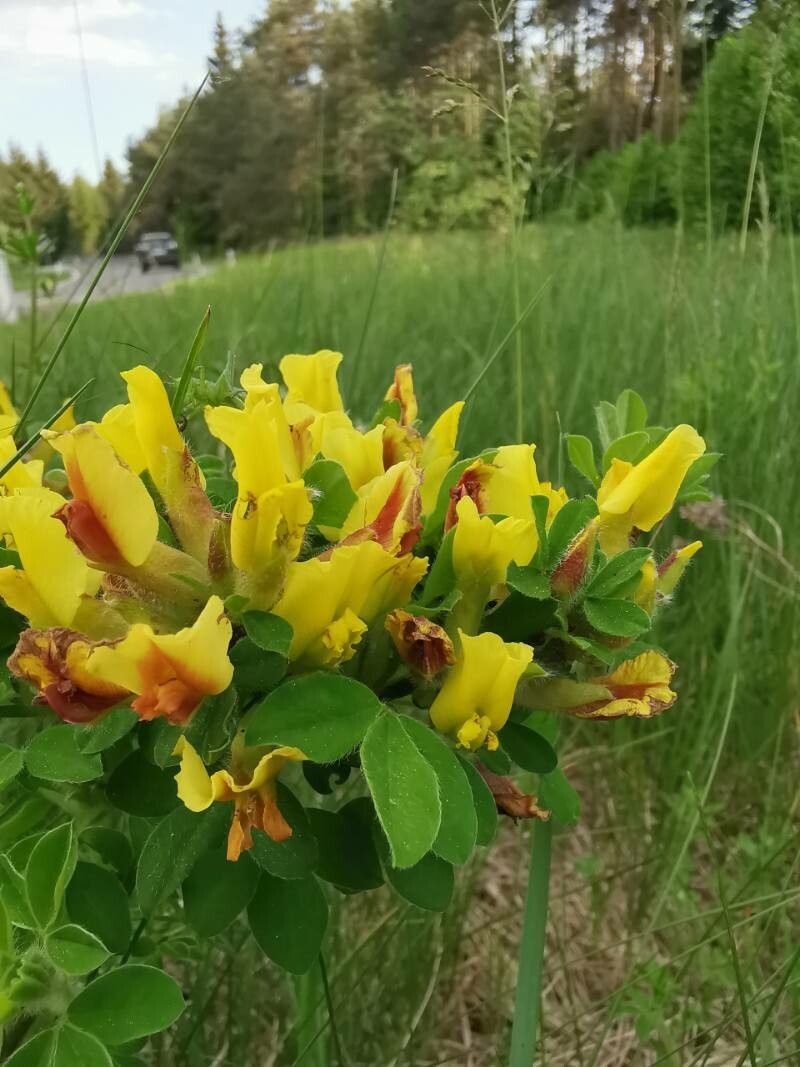 Cytisus supinus flower