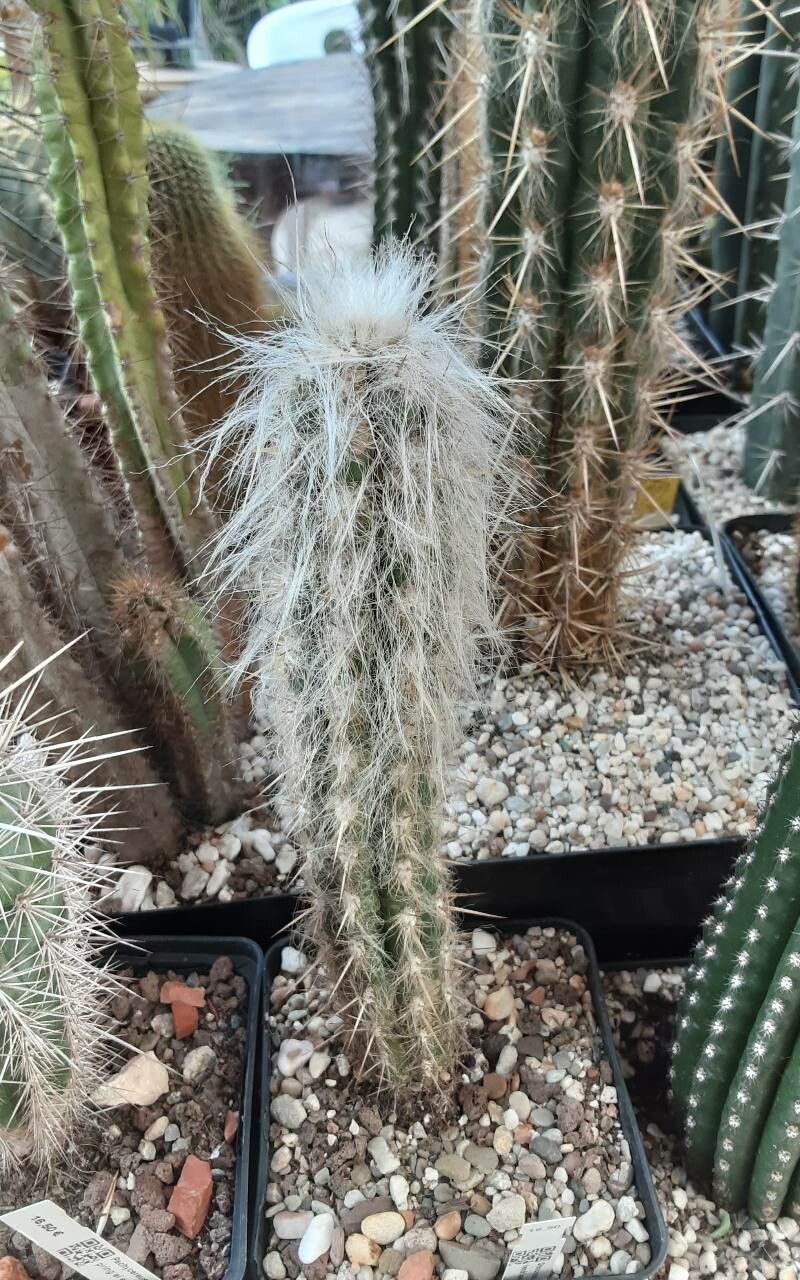 Oreocereus hendriksenianus habit