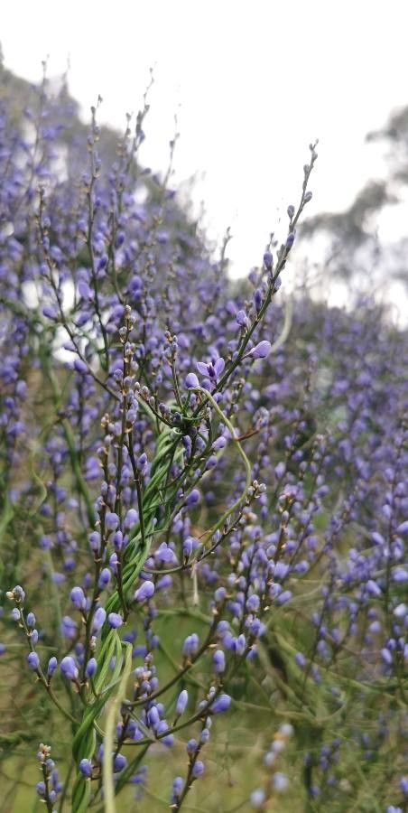 Comesperma volubile flower