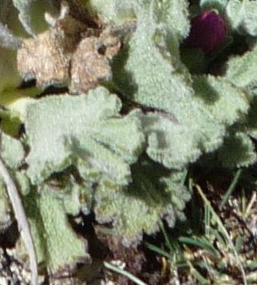 Nototriche flabellata leaf