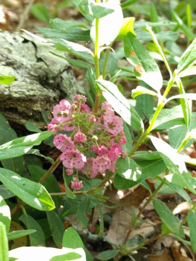 Kalmia angustifolia flower