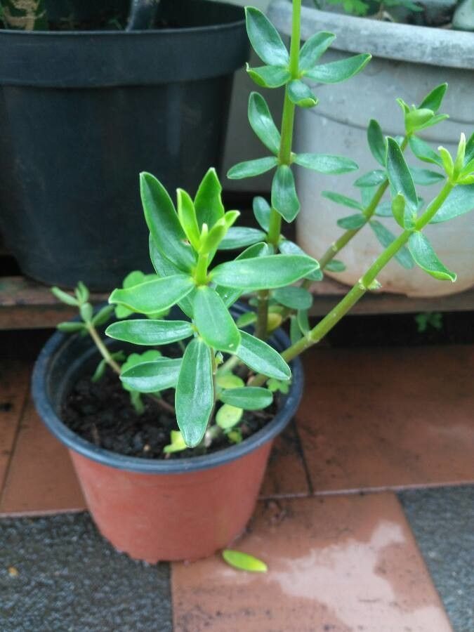 Peperomia inaequalifolia — search result for 'Peperomia'